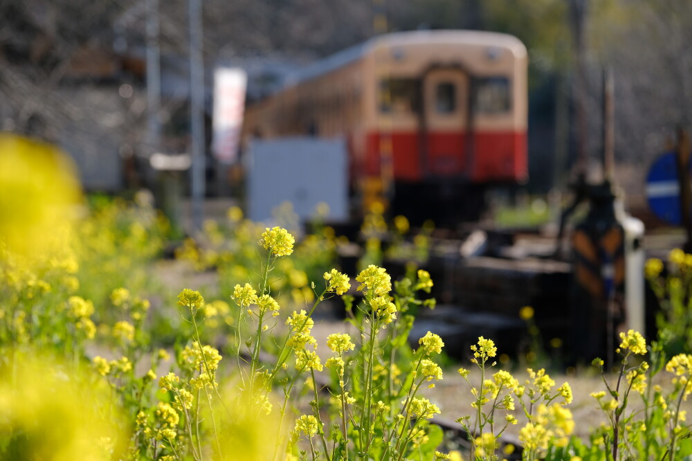 小湊鐵道と菜の花